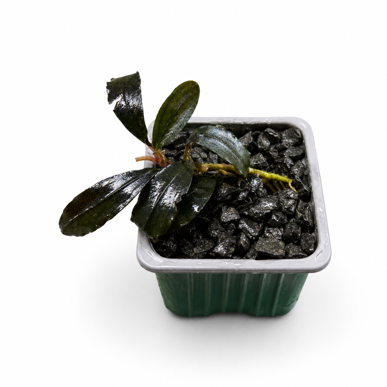 Bucephalandra Brownie Ghost 2011