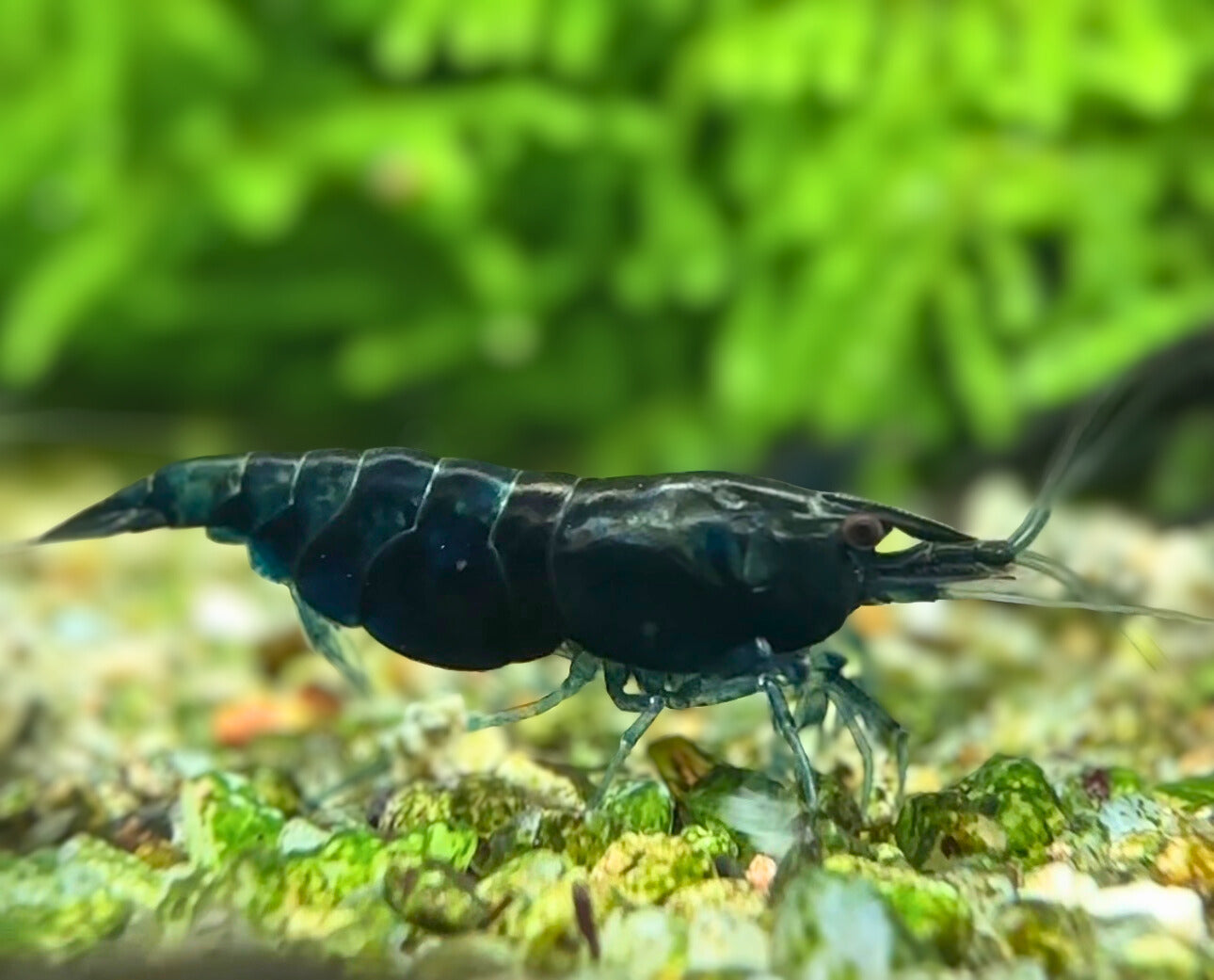Blue diamond - neocaridina davidi