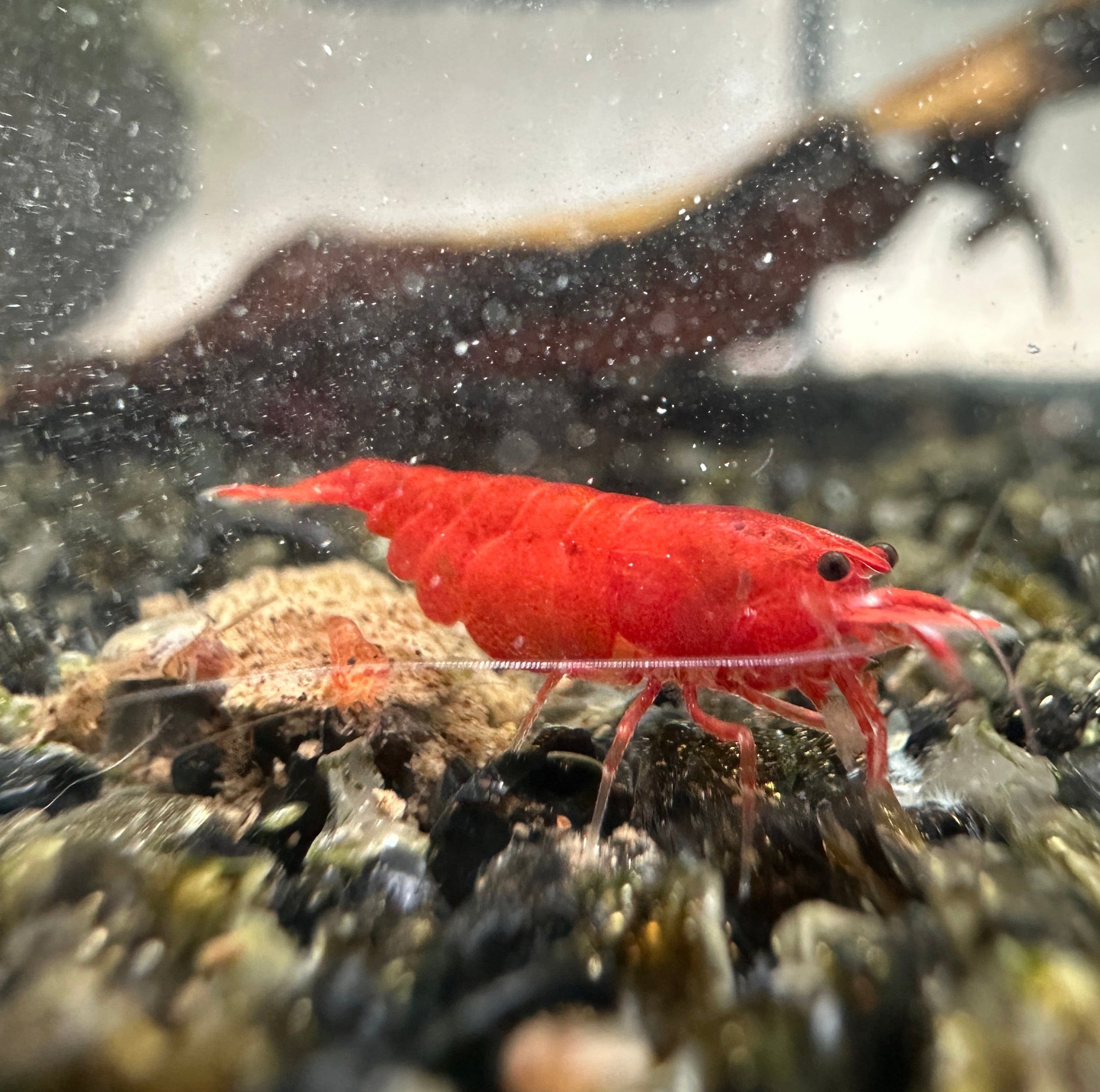 Bloody Mary - neocaridina davidi