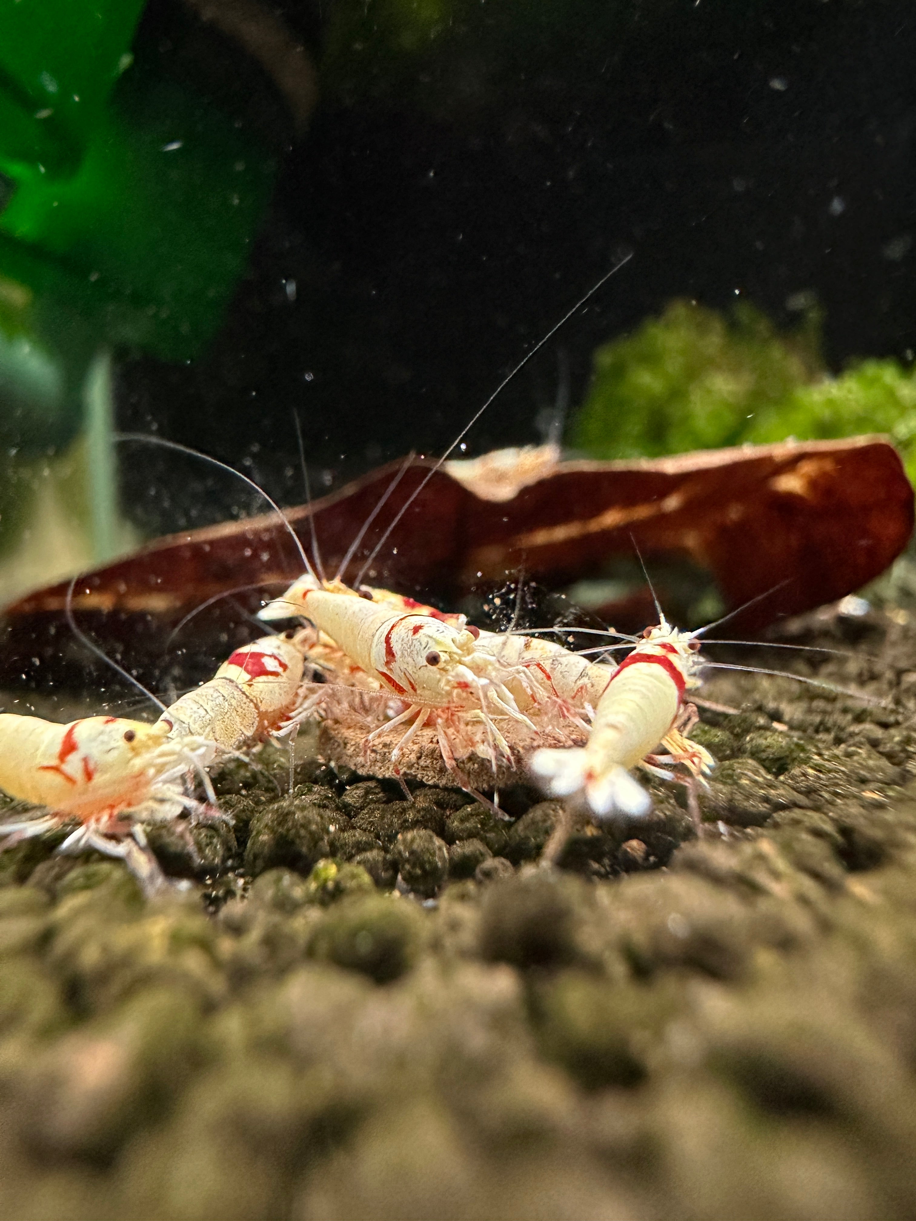 Pure Red Line (K14) - Caridina