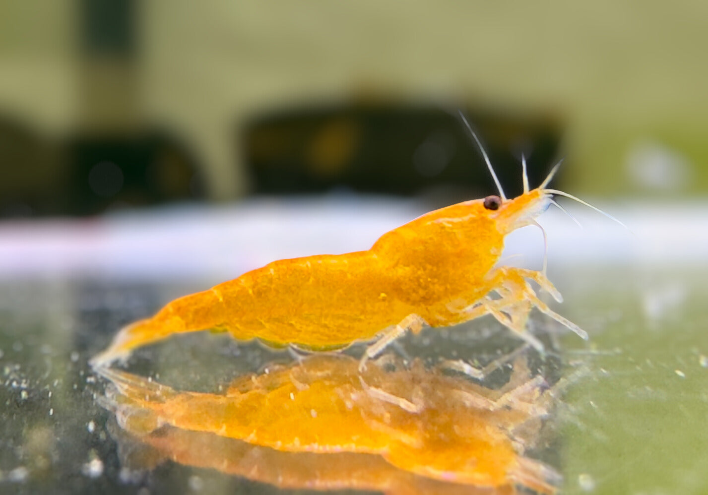 Orange Sakura - neocaridina davidi