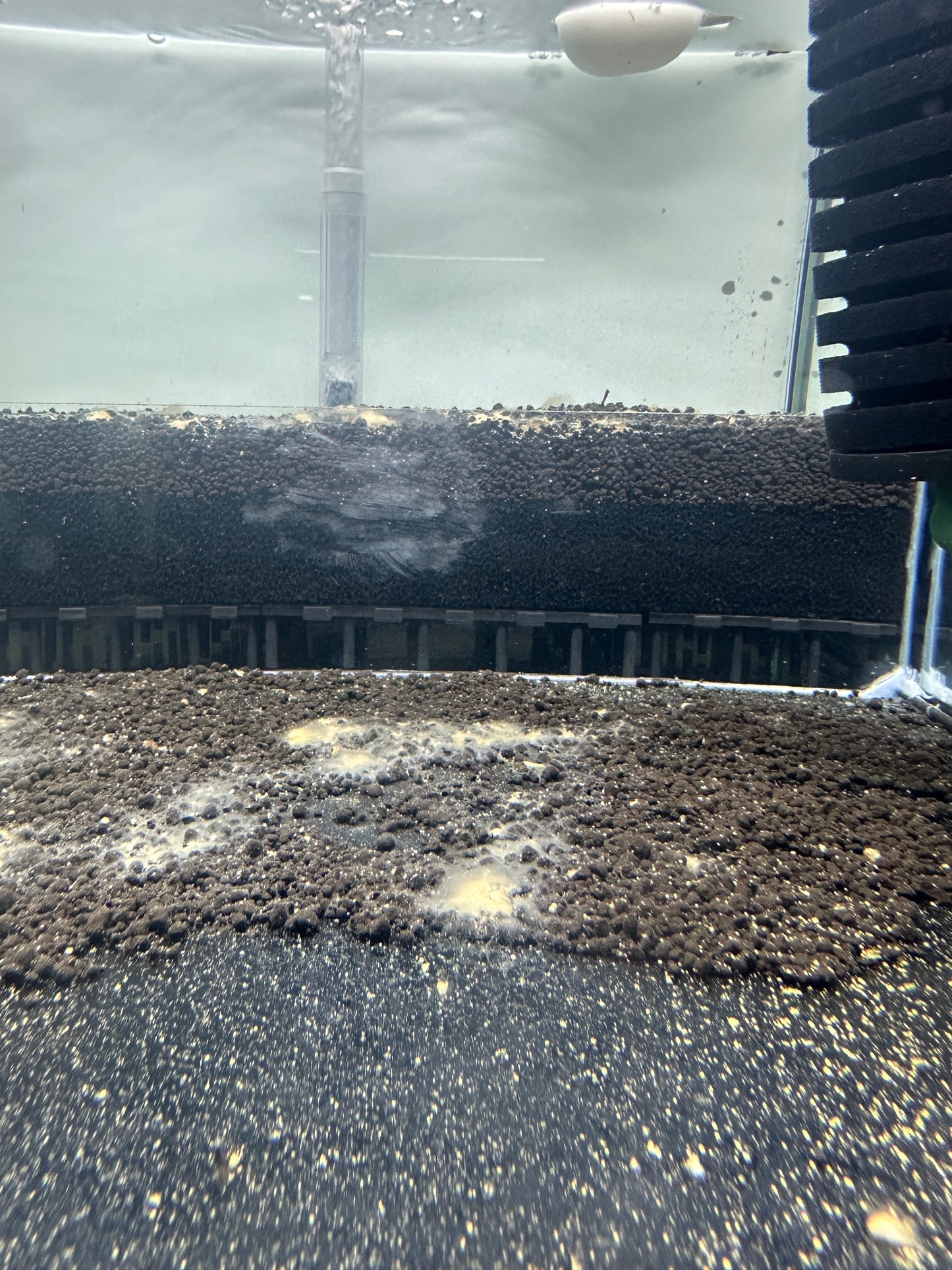 Dead shrimp powder 2 (DSP2)