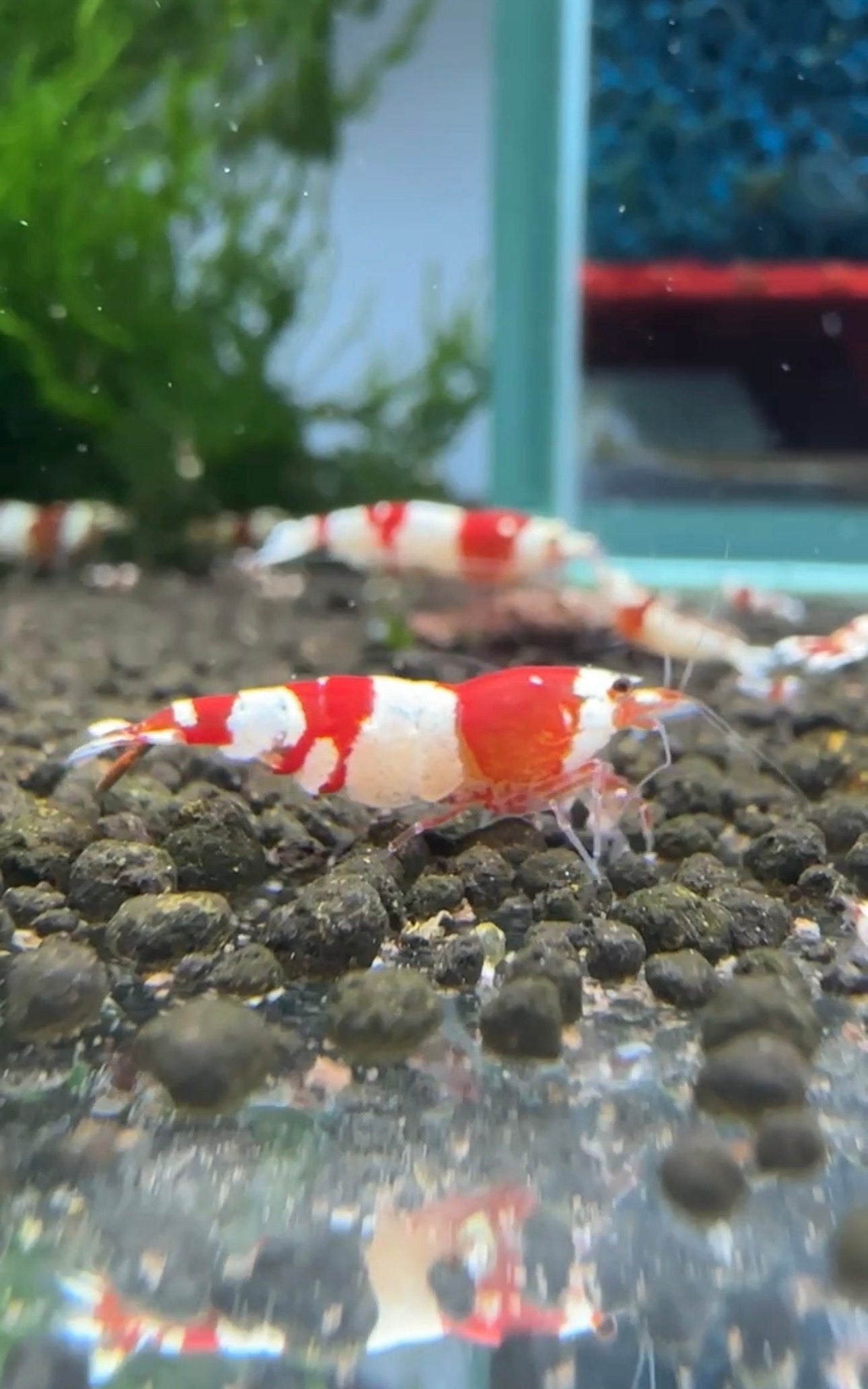 Crystal Red Shrimp - Caridina