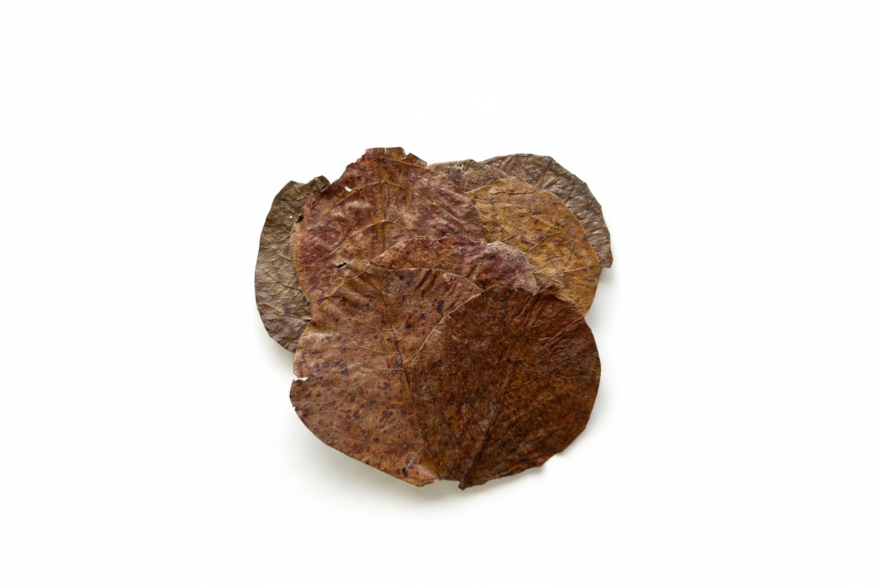 Dried Catappa Leaves – Studio Shot