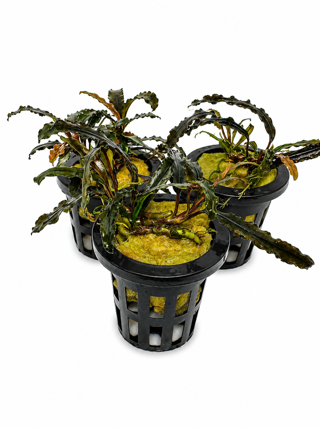 Bucephalandra sp. "Catarina"