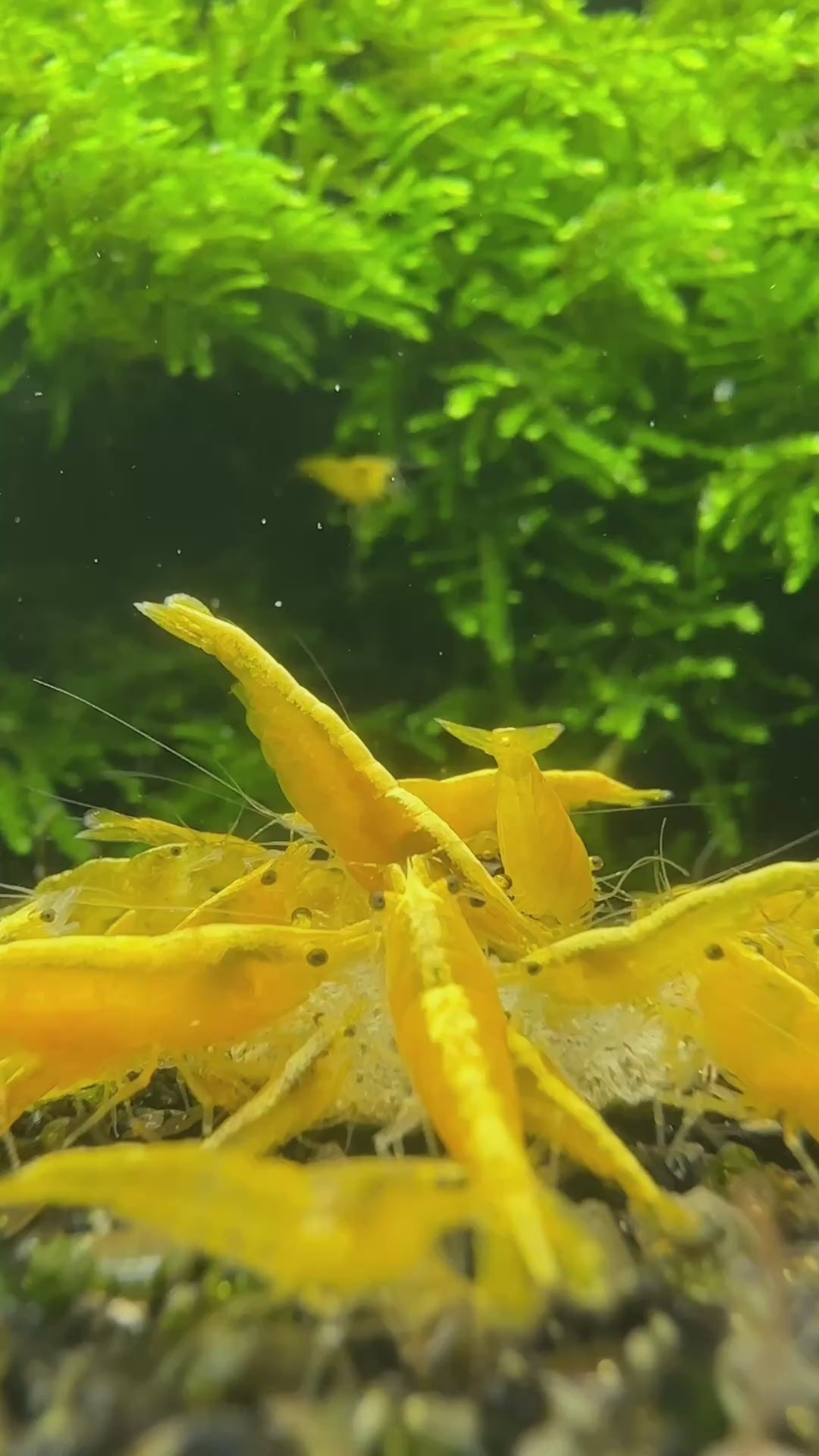 Yellow Golden Back - neocaridina davidi