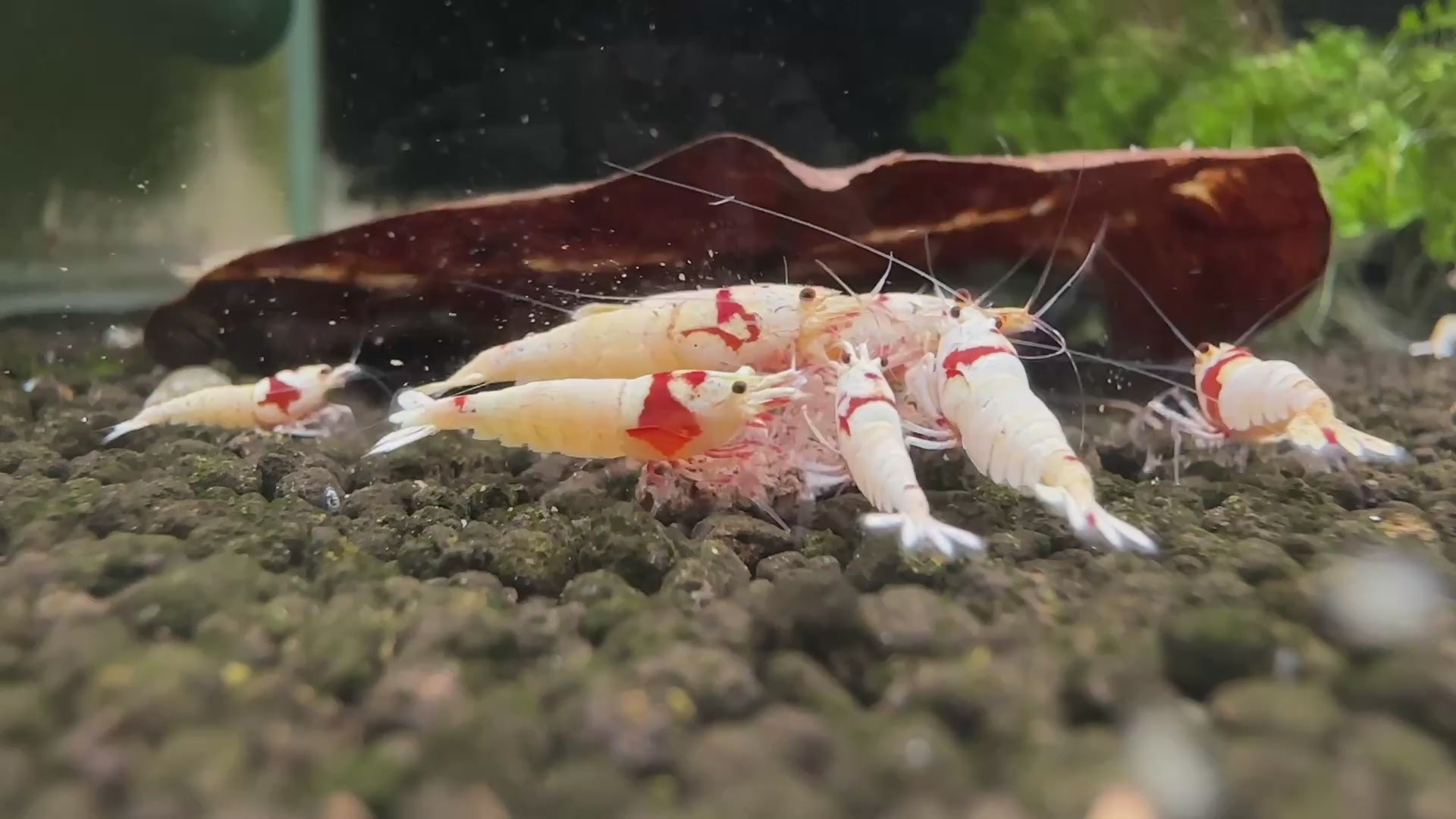 Pure Red Line (K14) - Caridina