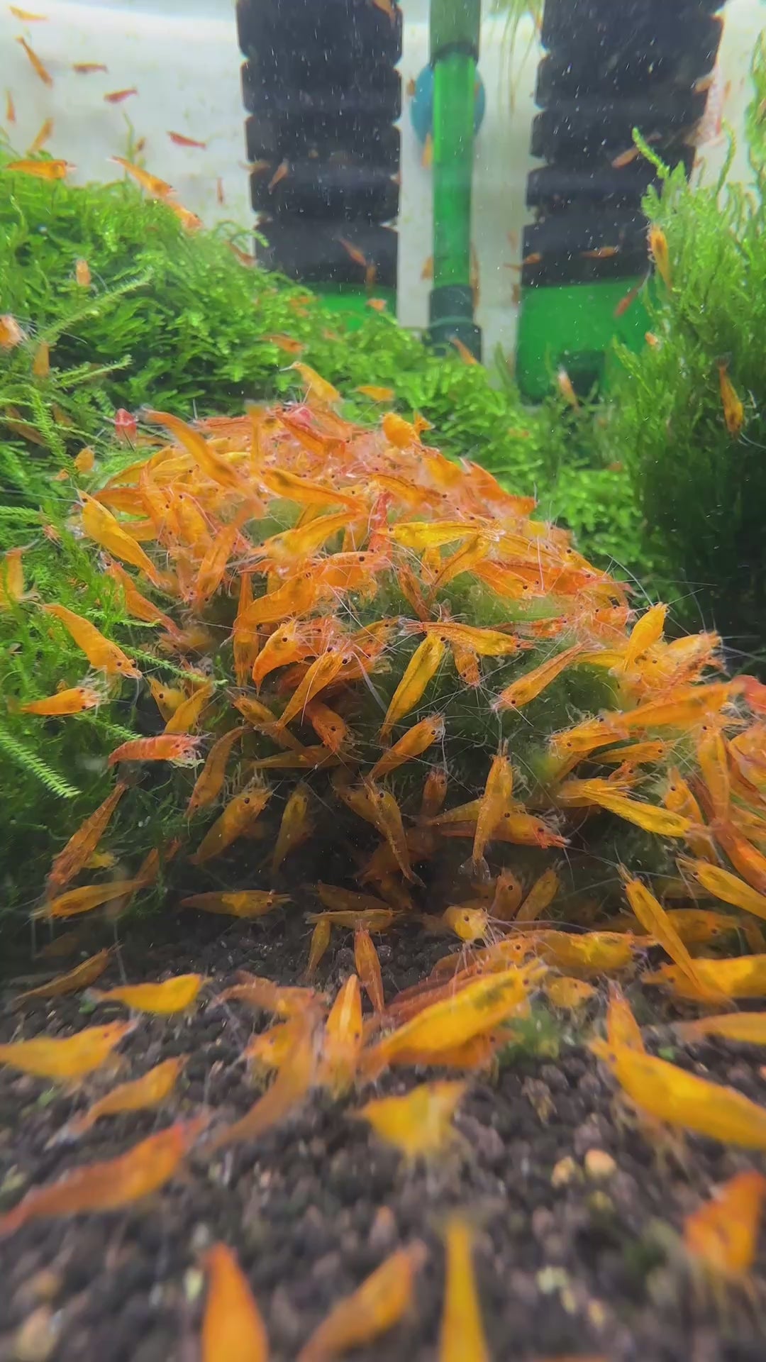 Orange Sakura - neocaridina davidi