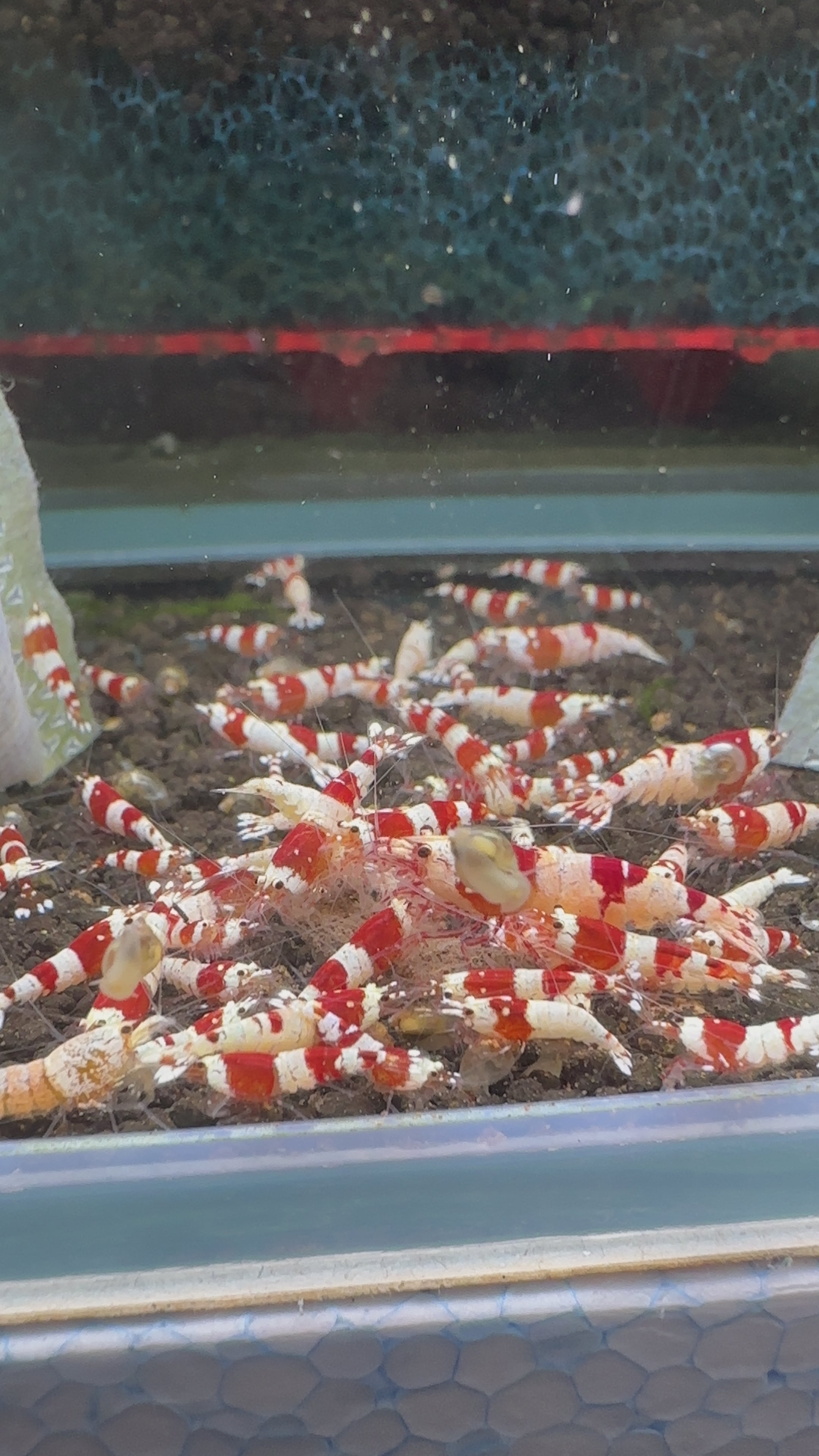 Crystal Red Shrimp - Caridina