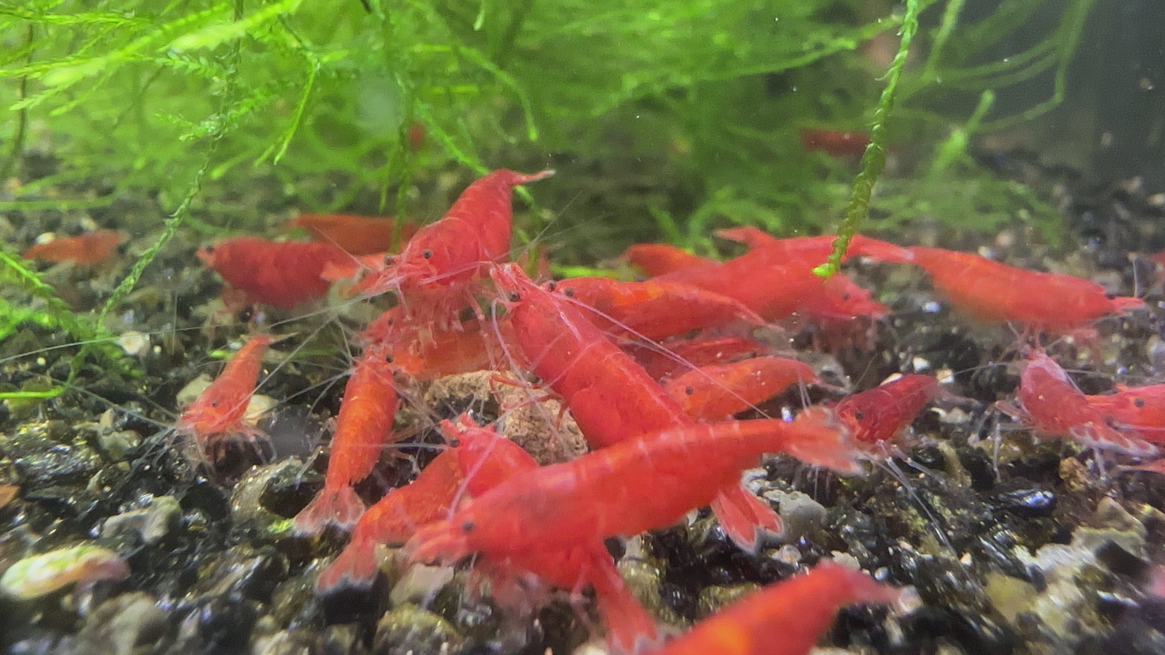 Bloody Mary - neocaridina davidi
