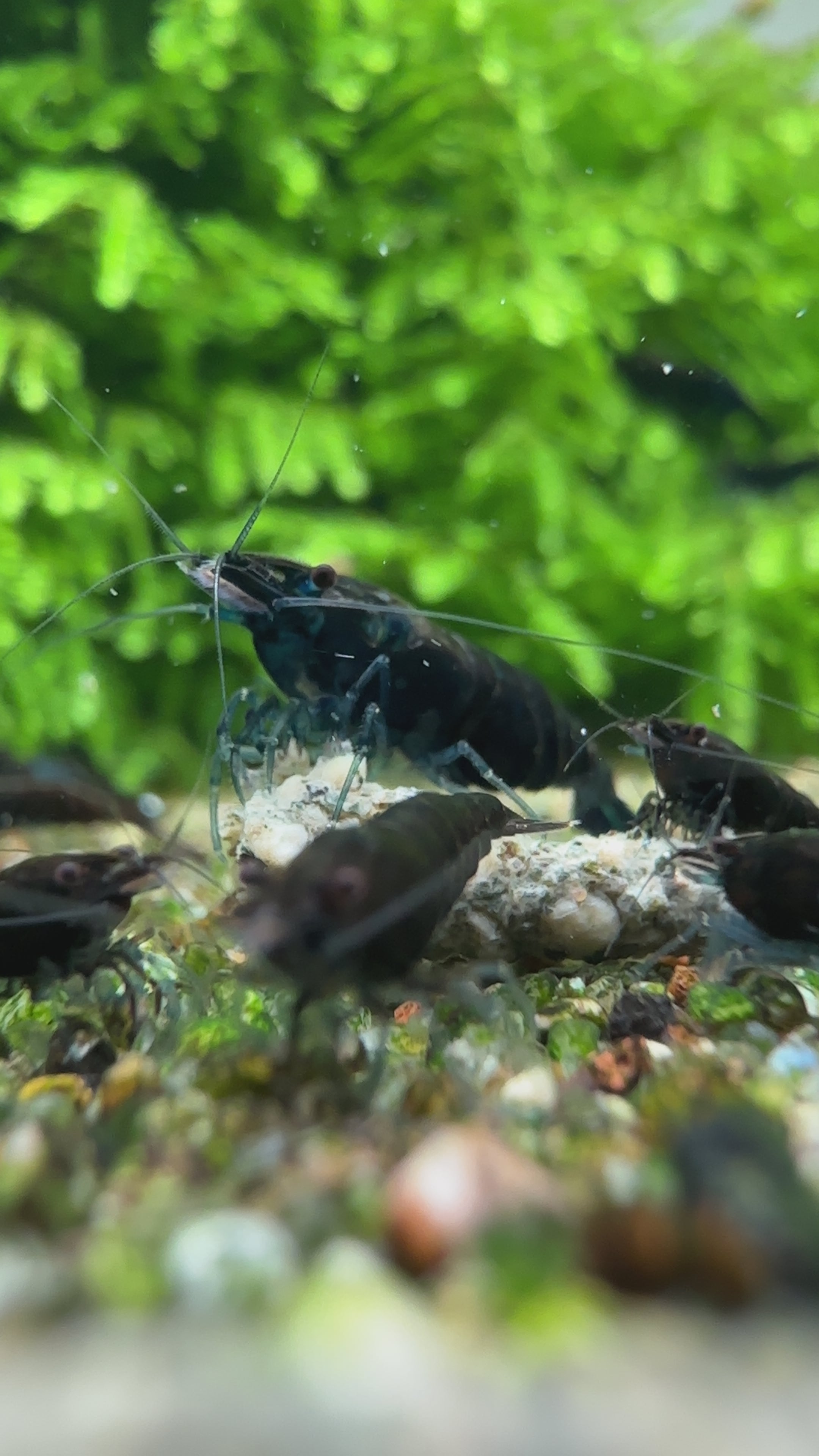 Blue diamond - neocaridina davidi