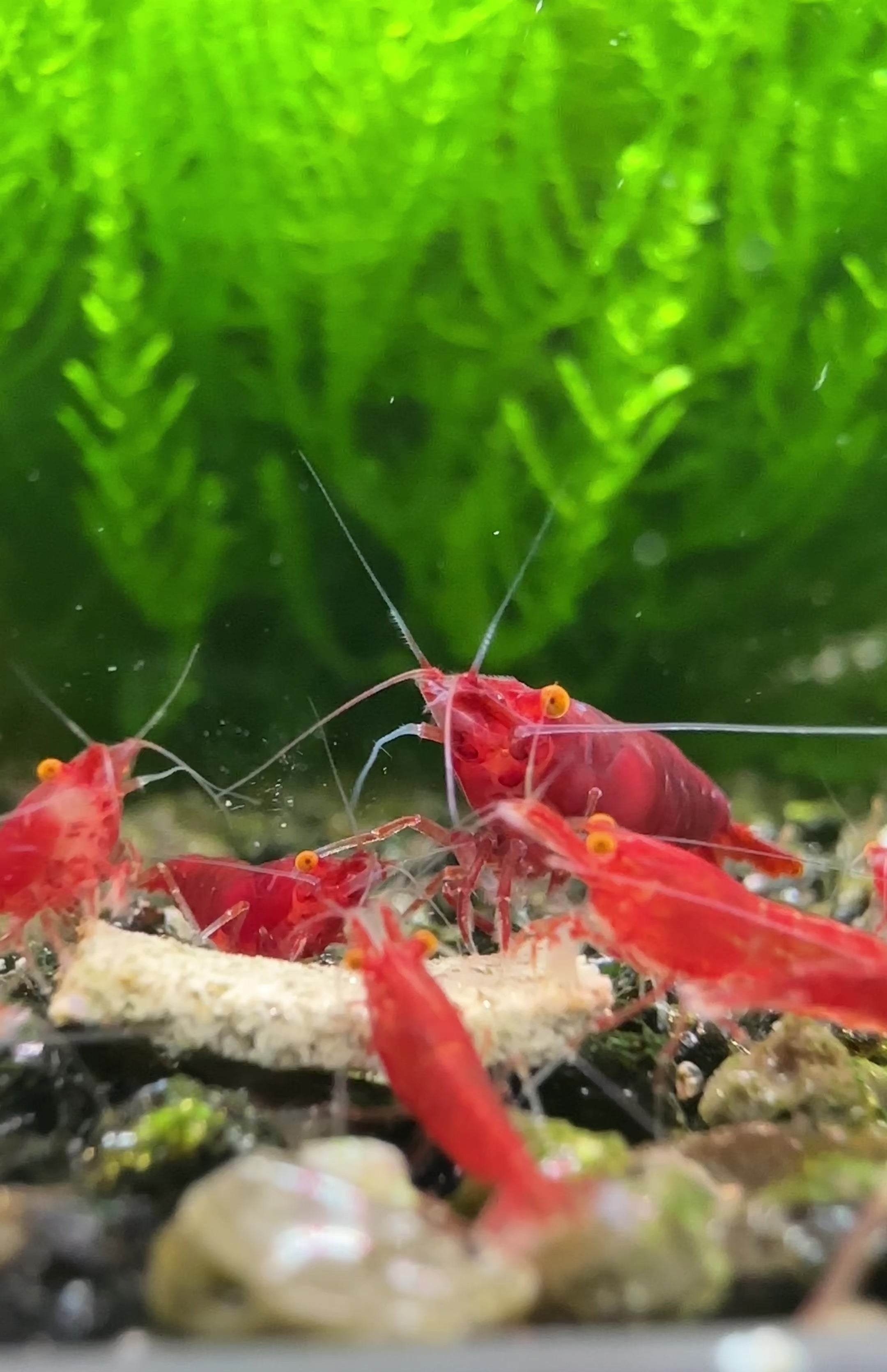Bloody Mary OE (Red demon)- neocaridina davidi