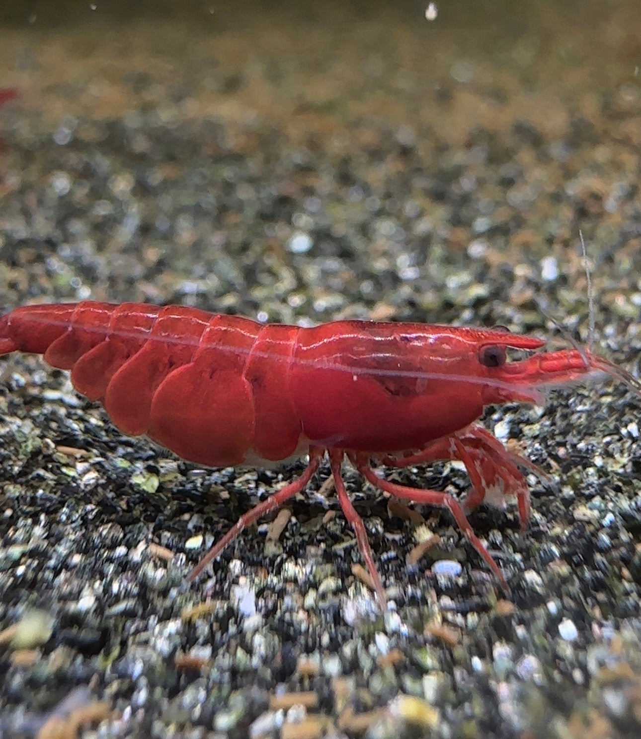 Bloody Mary Neocaridina davidi shrimp with deep red colour