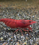 Bloody Mary Neocaridina davidi shrimp with deep red colour