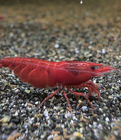 Bloody Mary Neocaridina davidi shrimp with deep red colour