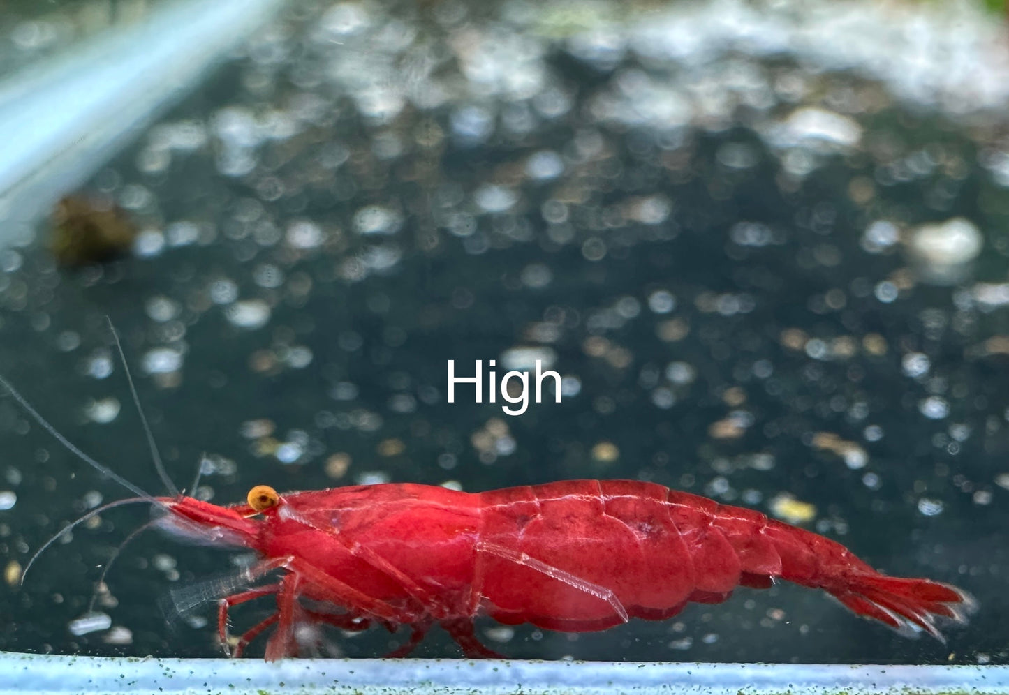 Bloody Mary OE Red Demon Neocaridina davidi shrimp
