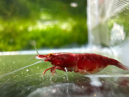 Bloody Mary OE (Red Demon) Neocaridina shrimp with orange eyes