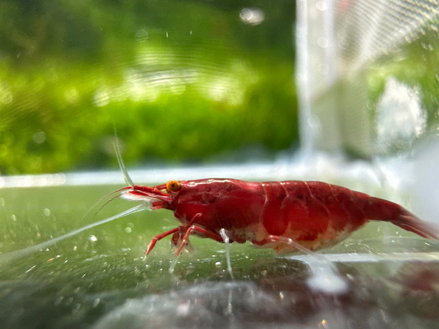 Bloody Mary OE (Red Demon) Neocaridina shrimp with orange eyes