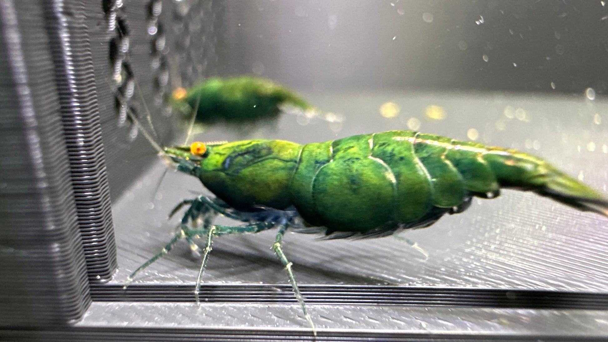 Selected Green Jade OE shrimp (Neocaridina davidi) with light jade-green body and orange eyes