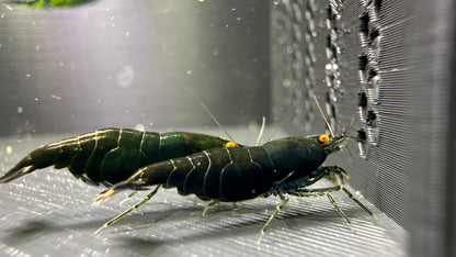 Dark Green Jade OE (Green demon)- neocaridina davidi