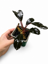 Bucephalandra Dark Serimbu