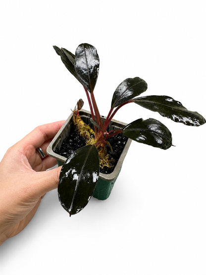 Bucephalandra Dark Serimbu