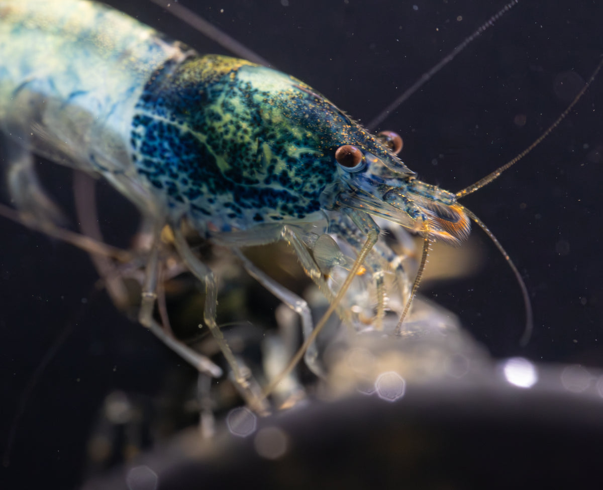 How to drip acclimate shrimp & Fish