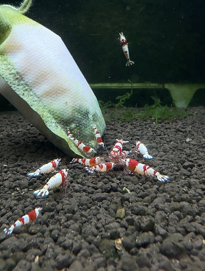 Crystal Red Shrimp close-up