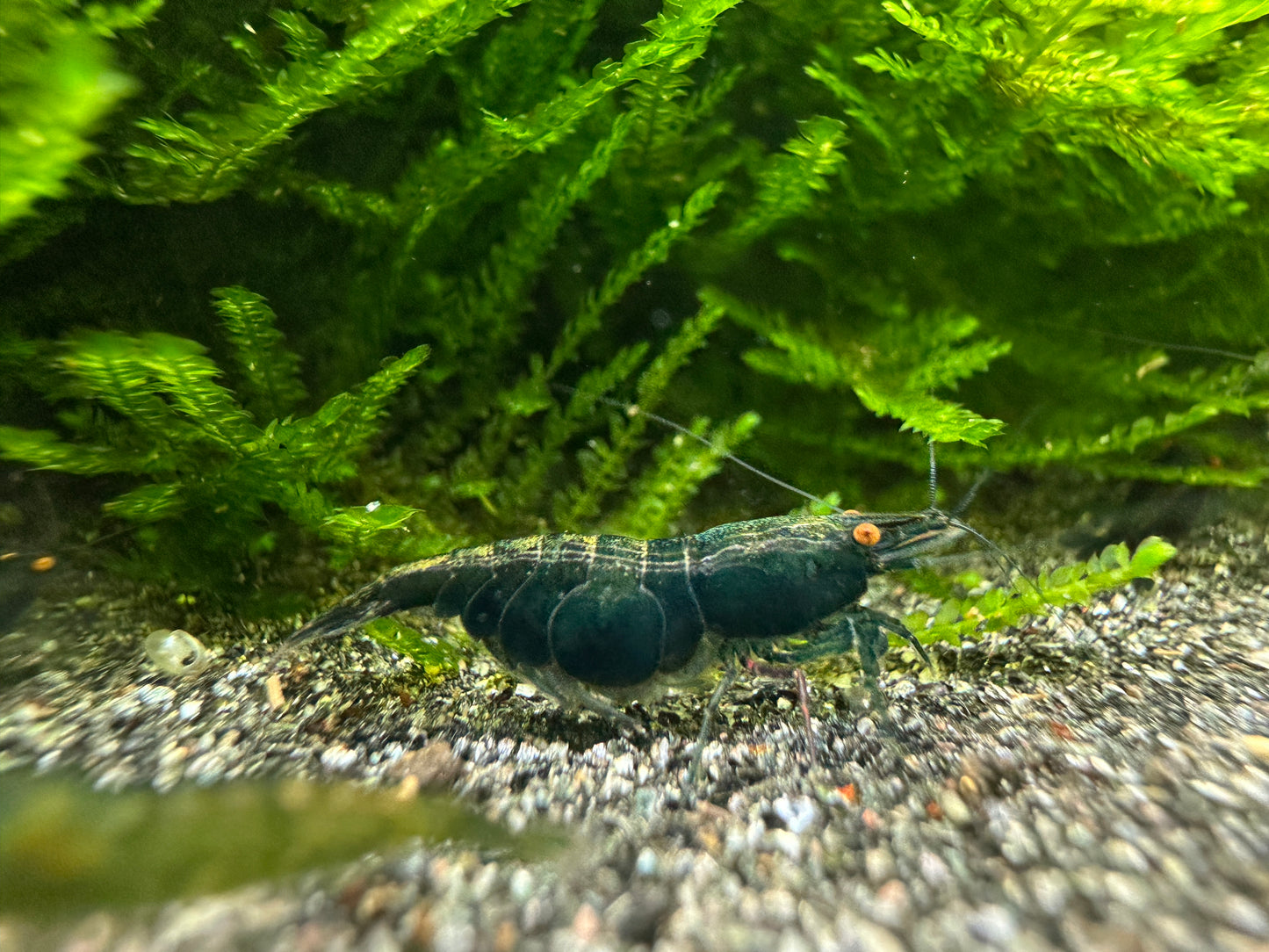 Green Demon OE Neocaridina shrimp close-up