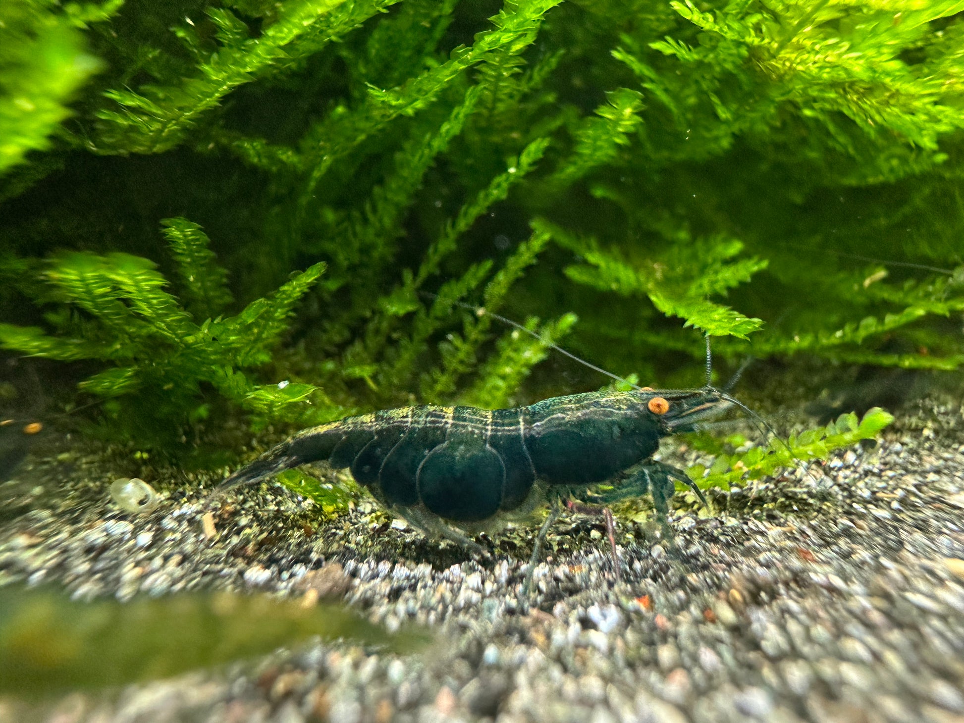 Green Demon OE Neocaridina shrimp close-up