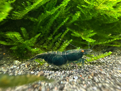 Green Demon OE Neocaridina shrimp close-up