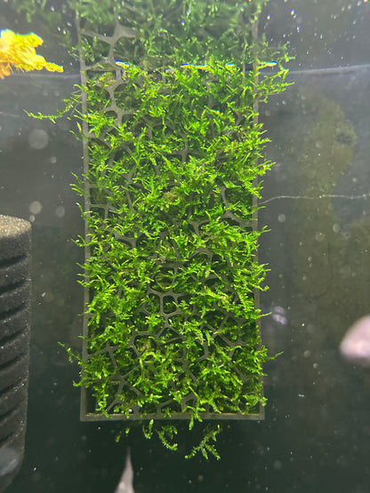 Moss Grow Frame – Standing & Hanging