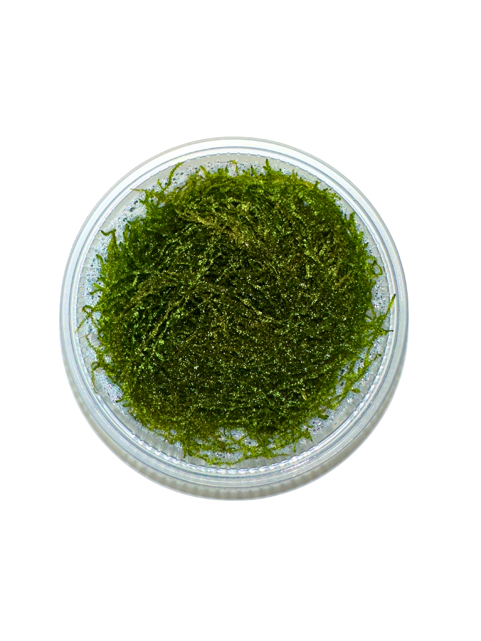 Flame Moss