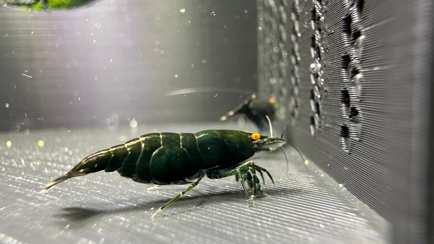 Dark Green Jade OE (Green demon)- neocaridina davidi