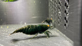 Dark Green Jade OE (Green demon)- neocaridina davidi