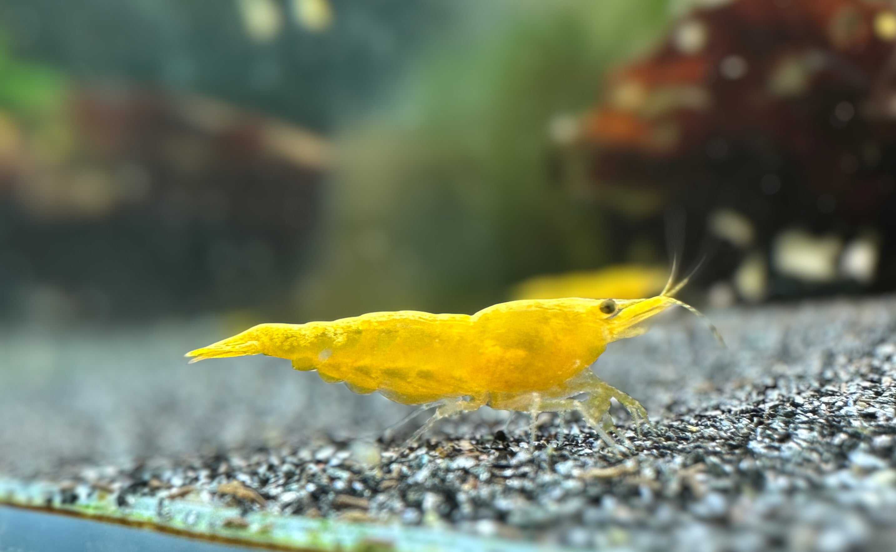 Yellow Golden Back - neocaridina davidi