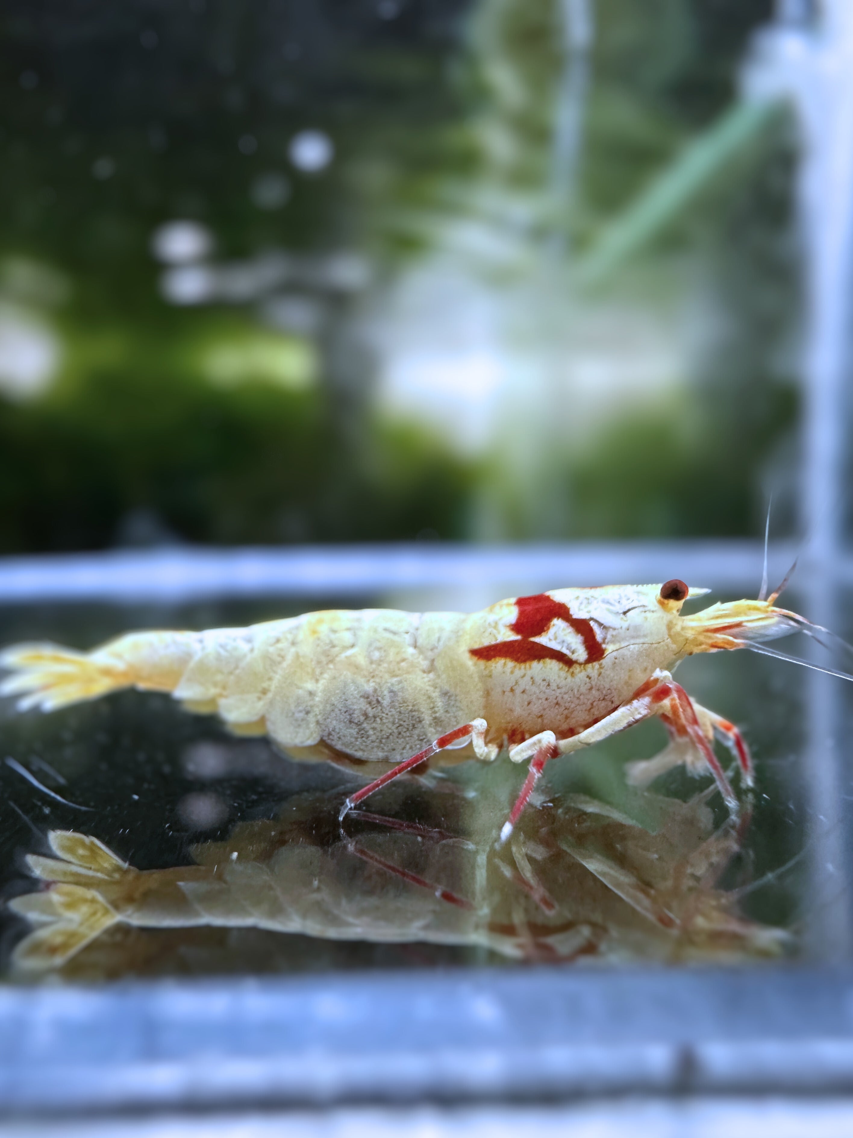 Pure Red Line (K14) - Caridina