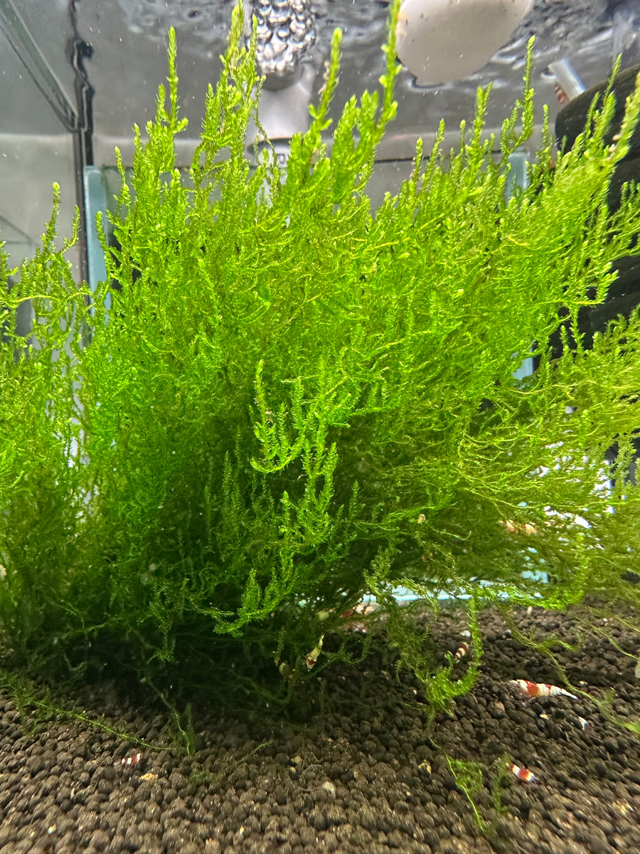 Flame Moss (Taxiphyllum sp. Flame) for aquascaping