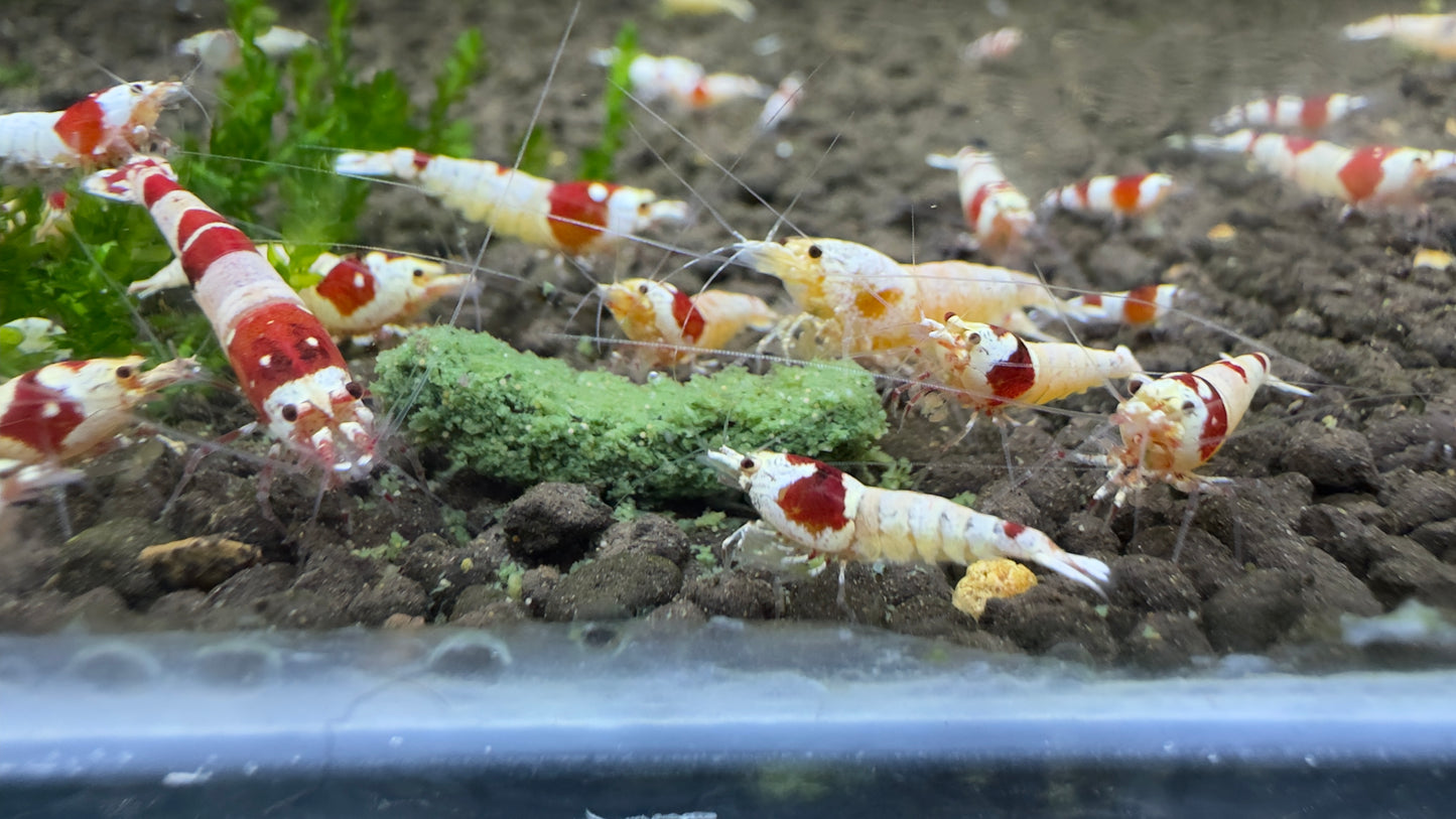 Suksai Aquatic Protein for breeding female shrimp