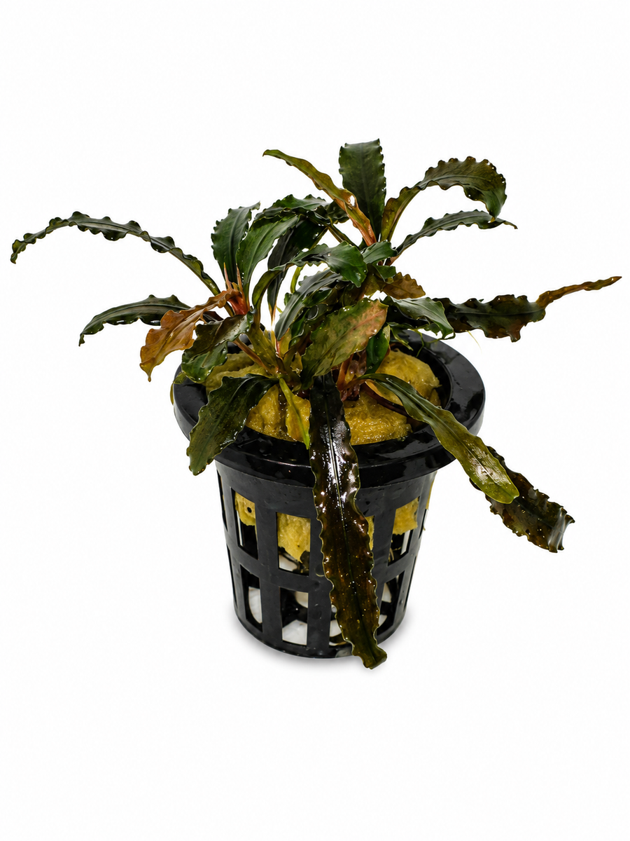 Bucephalandra sp. "Catarina"