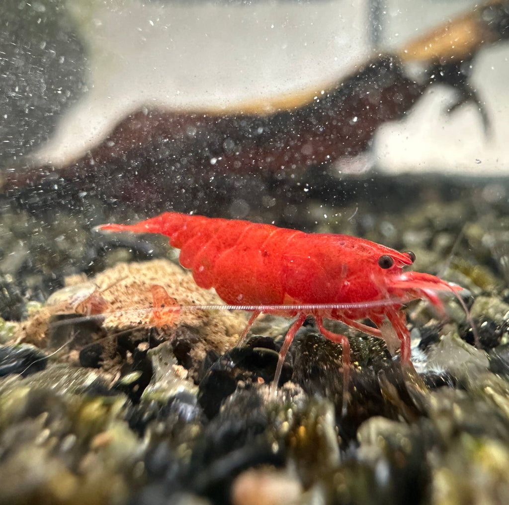 Bloody Mary - neocaridina davidi