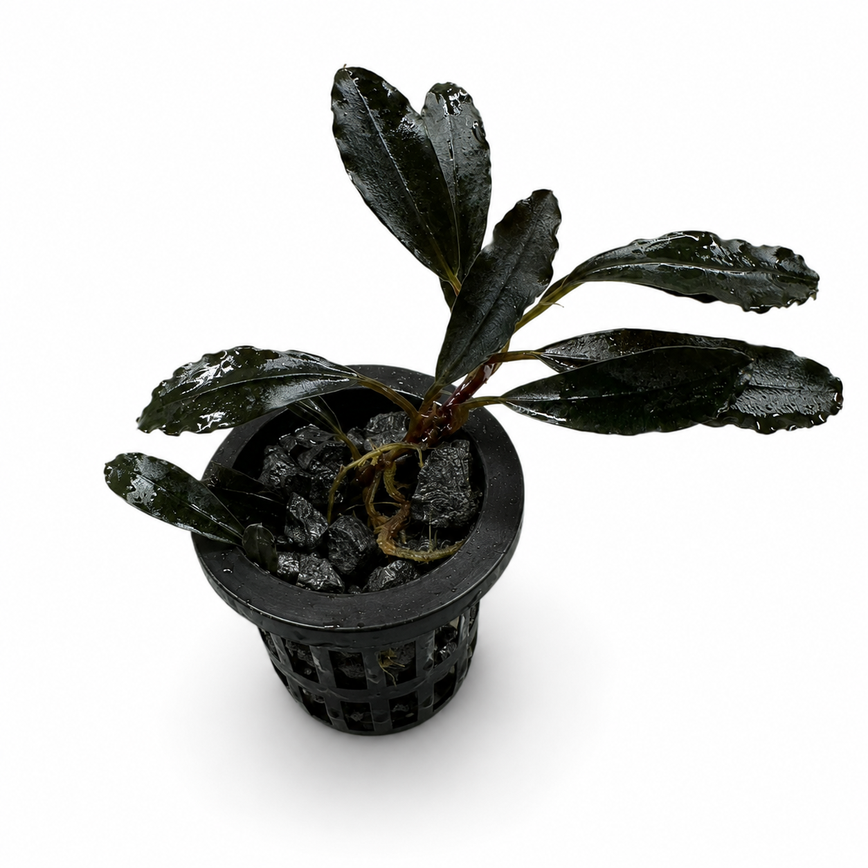 Bucephalandra Midnight Blue