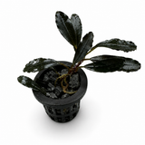 Bucephalandra Midnight Blue