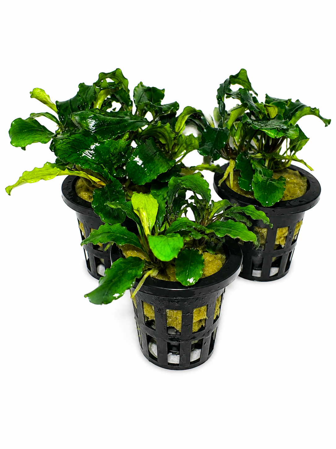 Bucephalandra pygmaea 'Wavy Green'