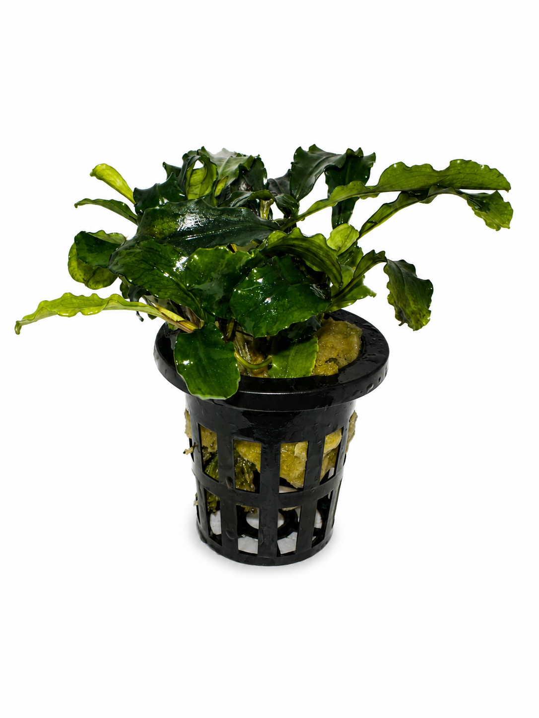 Bucephalandra pygmaea 'Wavy Green'