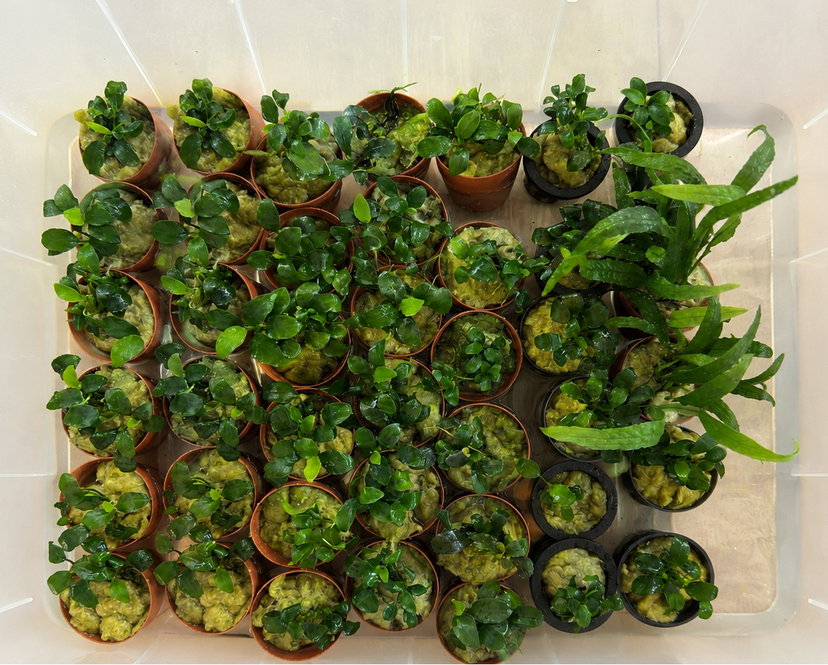 Plants from our own water.
