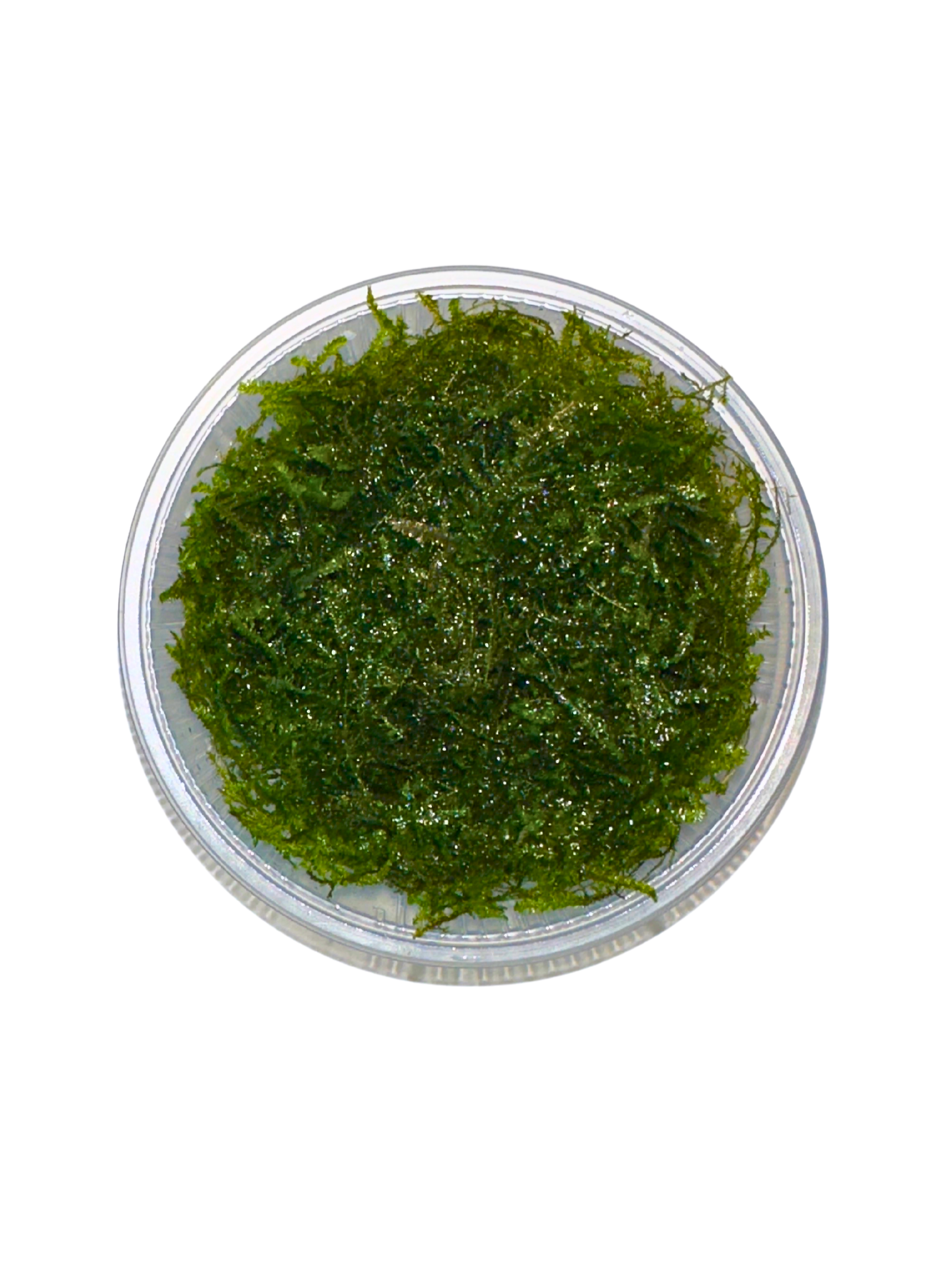 Christmas Moss