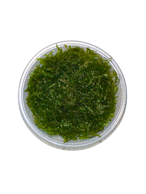 Christmas Moss