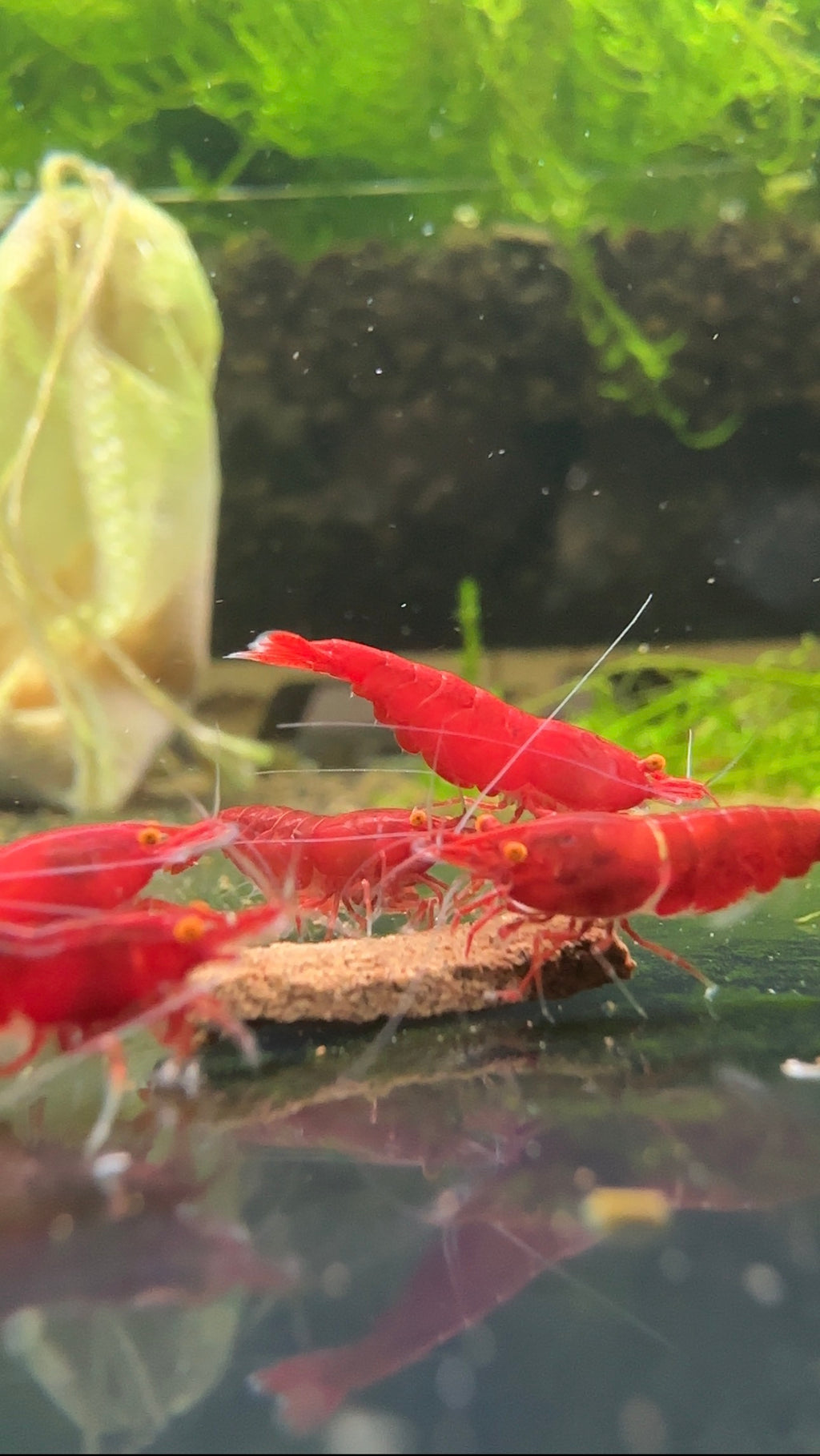 Bloody Mary OE (Red demon)- neocaridina davidi