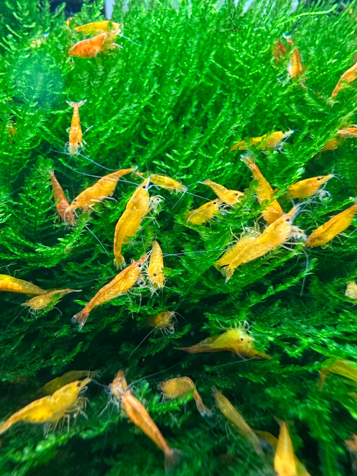 Orange Sakura Neocaridina davidi shrimp
